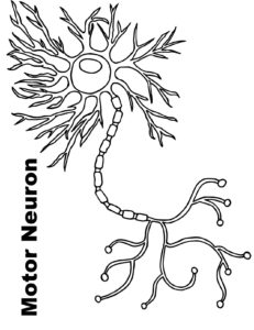 Motor neuron coloring page â science fest