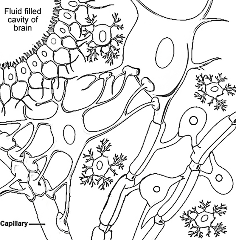 Nerve cells coloring