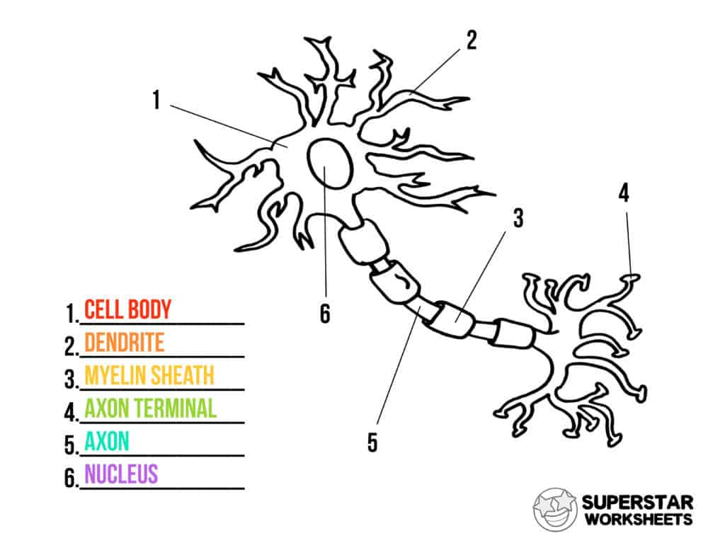 Neuron cell worksheets