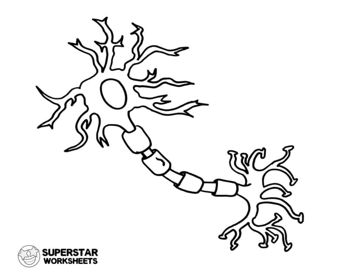 Grab your free printable neuron cell worksheets from superstarworksheets for coloring pages label worksheets notebookiâ neuron diagram neurons cells worksheet