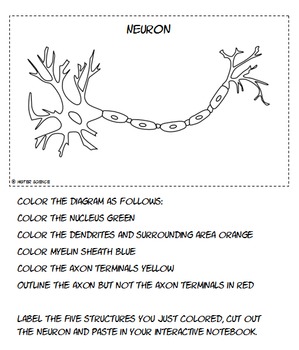 No prep nervous system neuron close reading coloring pg jr high ela science ian