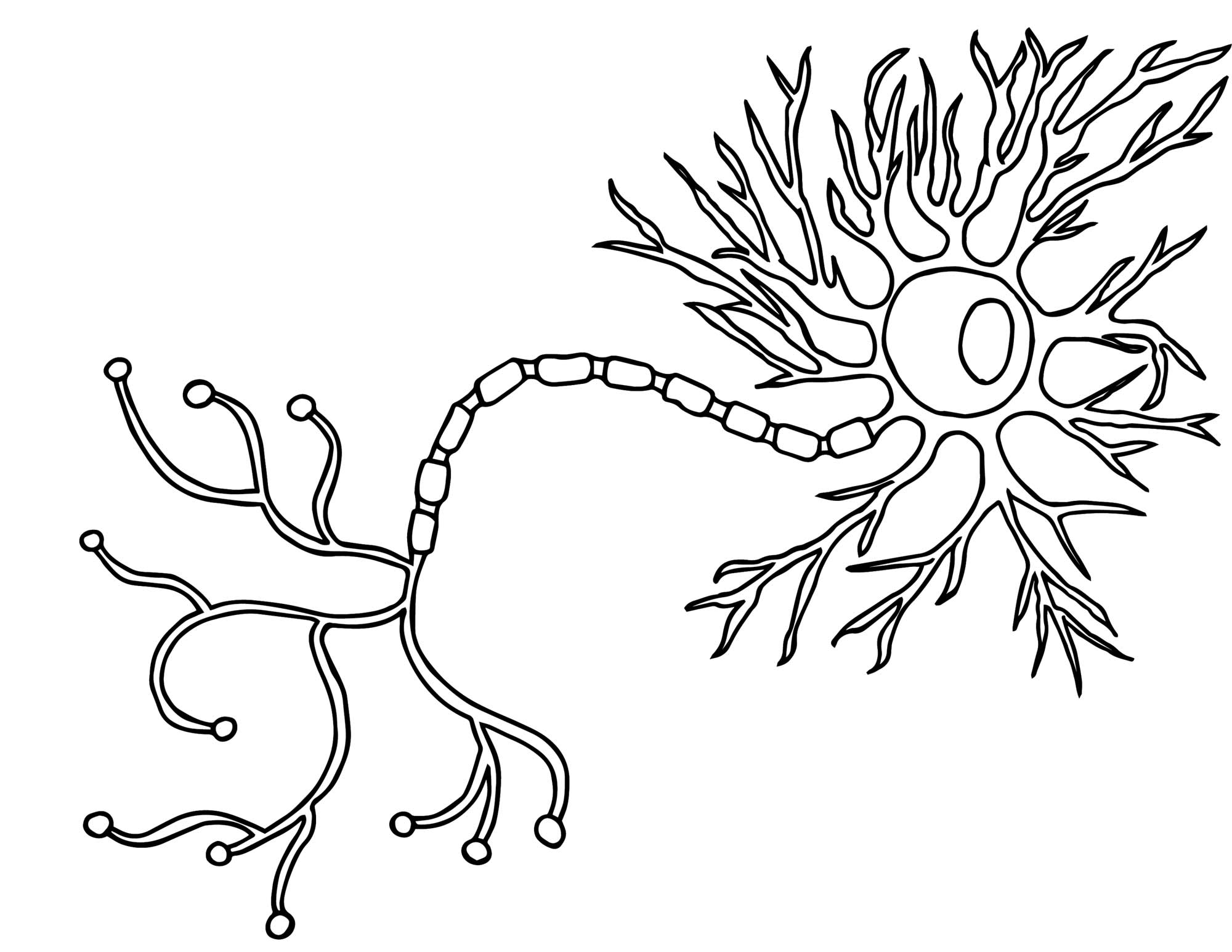 Motor neuron coloring page â science fest