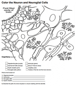 Color the neuron and neuroglia