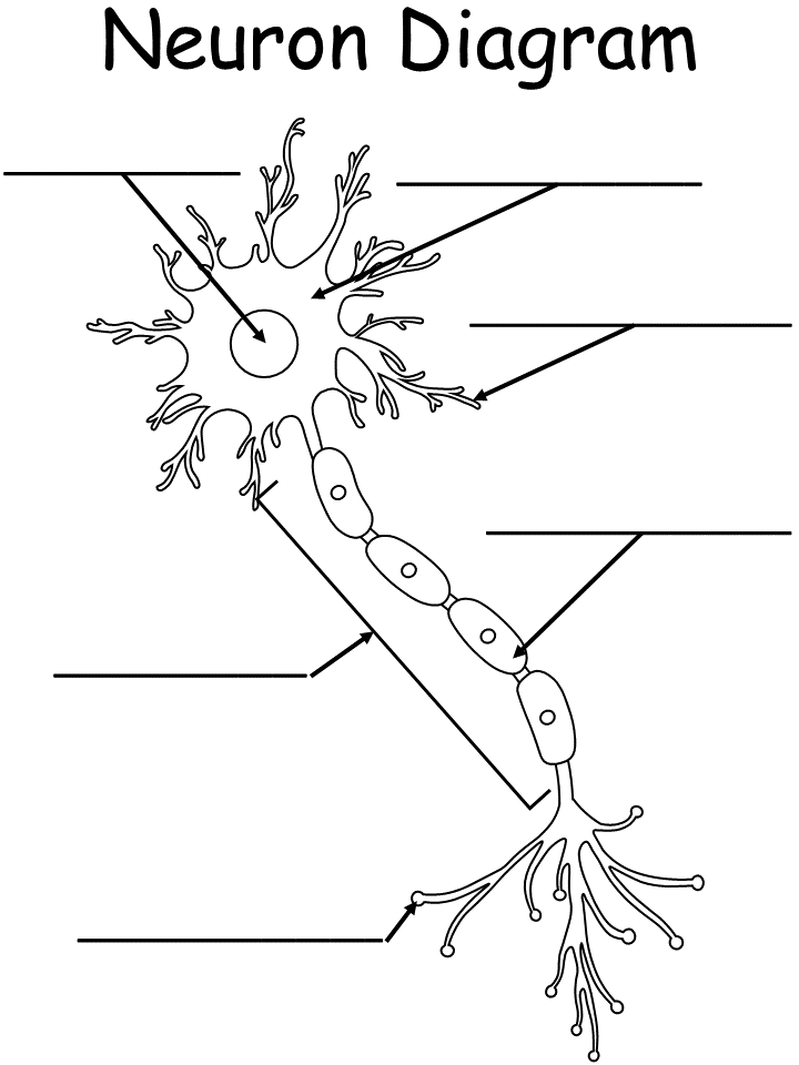 Printable worksheet neuron diagram