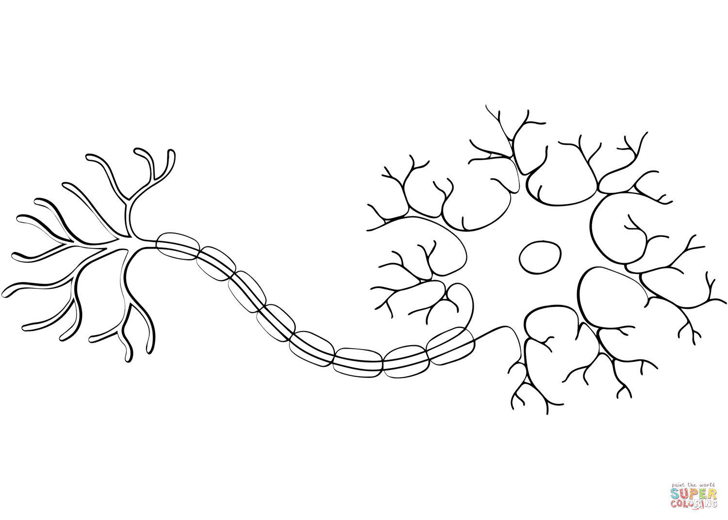 Neuron anatomy coloring page free printable coloring pages