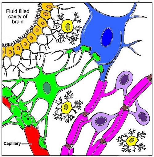 Nerve cells coloring key