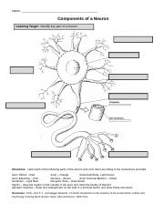 Coloring neuron assignmentdocx