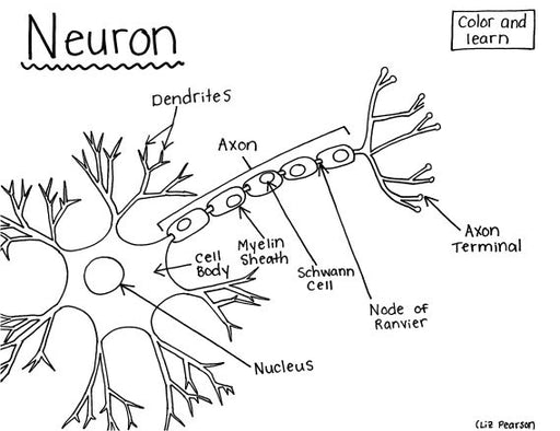 Neuron