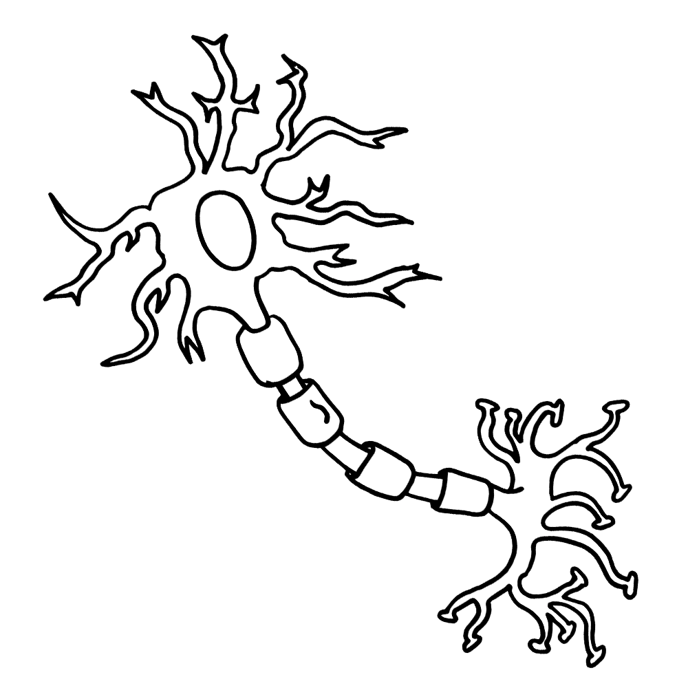 Neuron clipart for teachers neuron diagram neurons cells worksheet