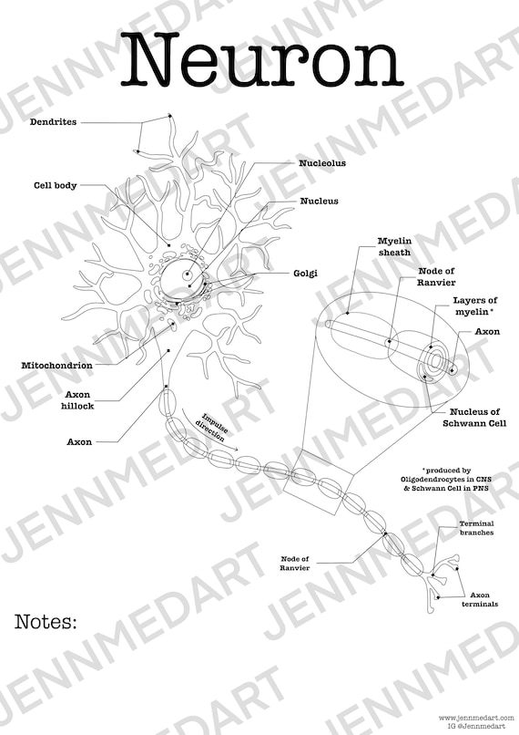 Neuron anatomy coloring page labeled digital download