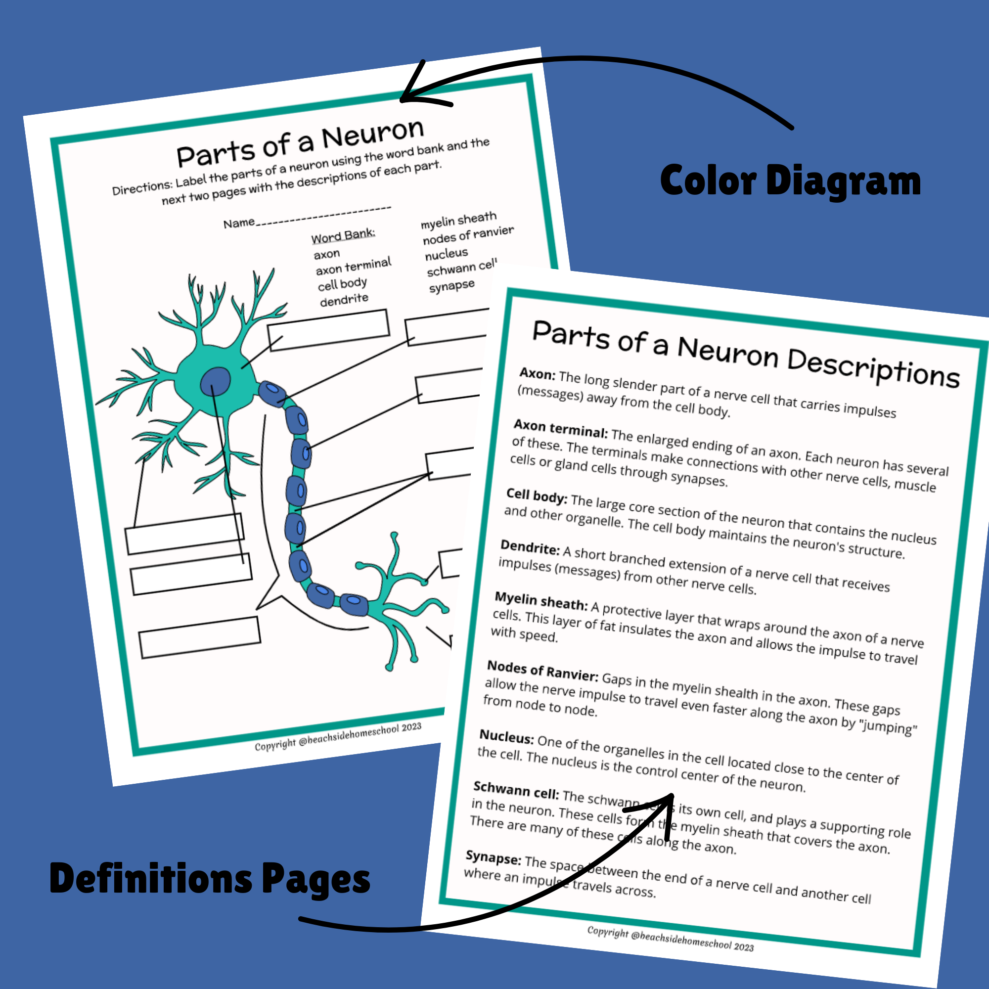 Parts of a neuron labeling diagram