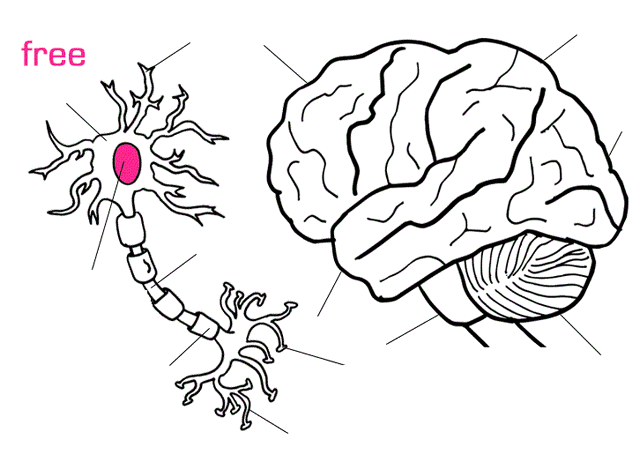 Best brain neuron coloring page brain neurons coloring pages neurons