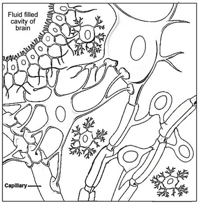 Nerve cells coloring nerve cell life science activities human body unit study