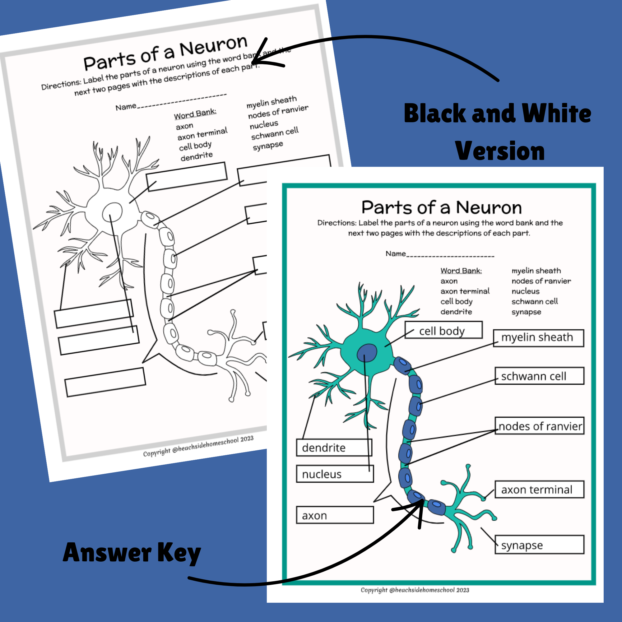 Parts of a neuron labeling diagram