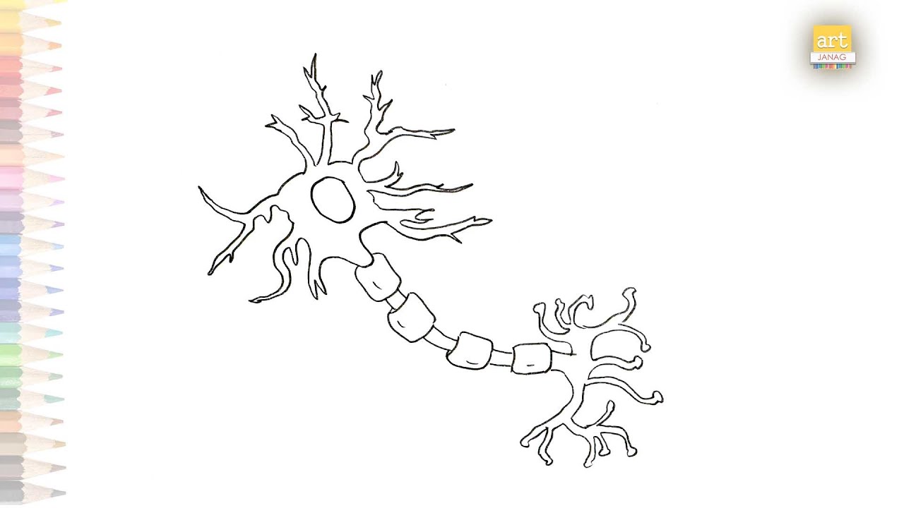 Neuron cell worksheet how to draw neuron diagram step by step science diagram tutorials