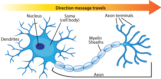 Neuron diagram types ask a biologist