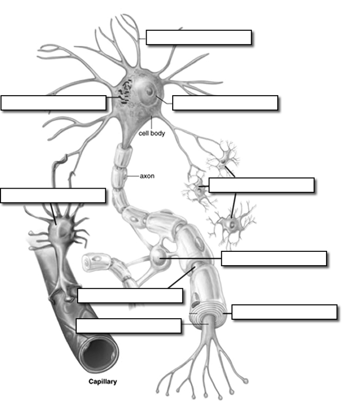 Neuron label