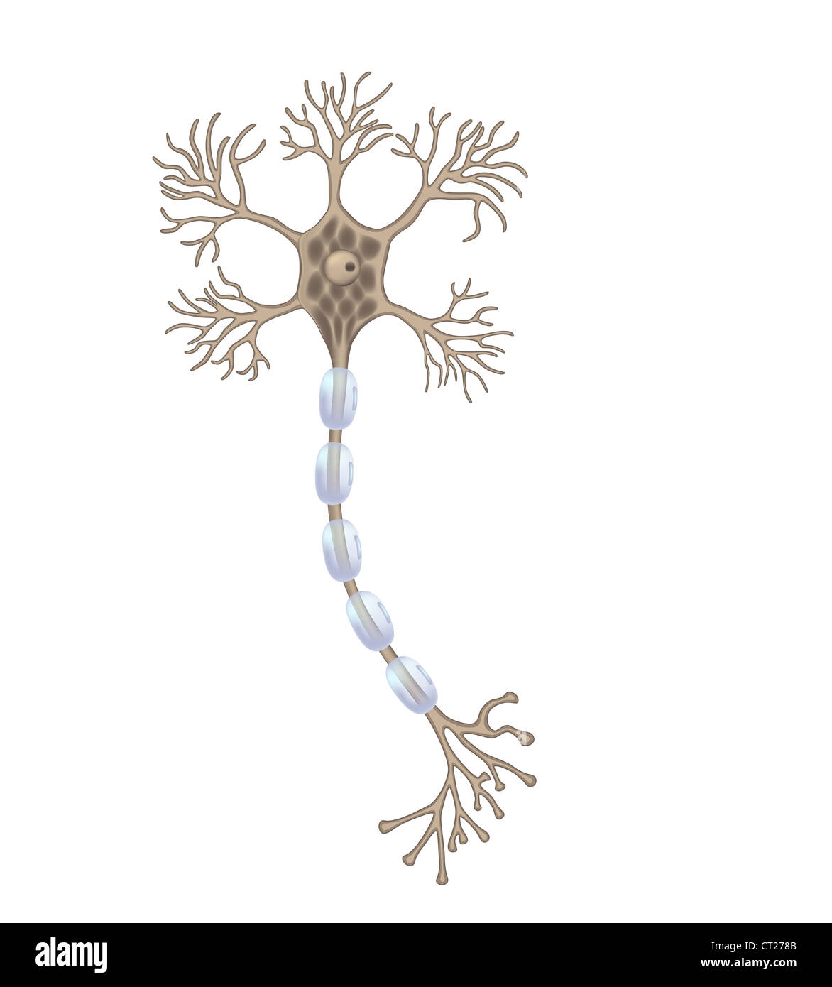 Neuron drawing hi