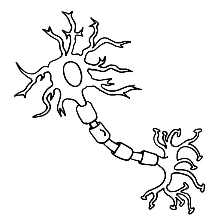 Neuron clipart for teachers neuron diagram neurons cells worksheet