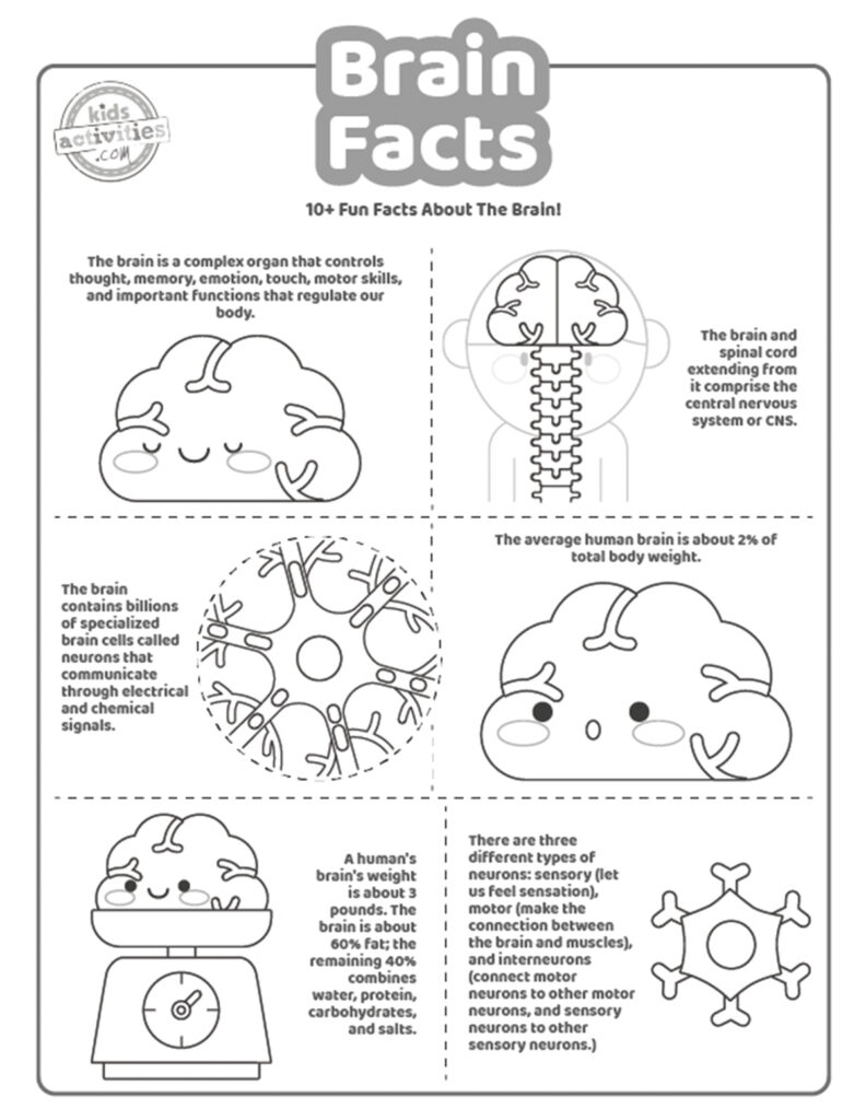 Brain facts that are fascinating to learn kids activities blog