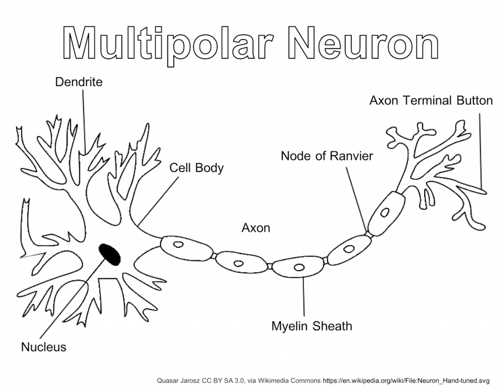 Neuron neurons worksheets for kids fun