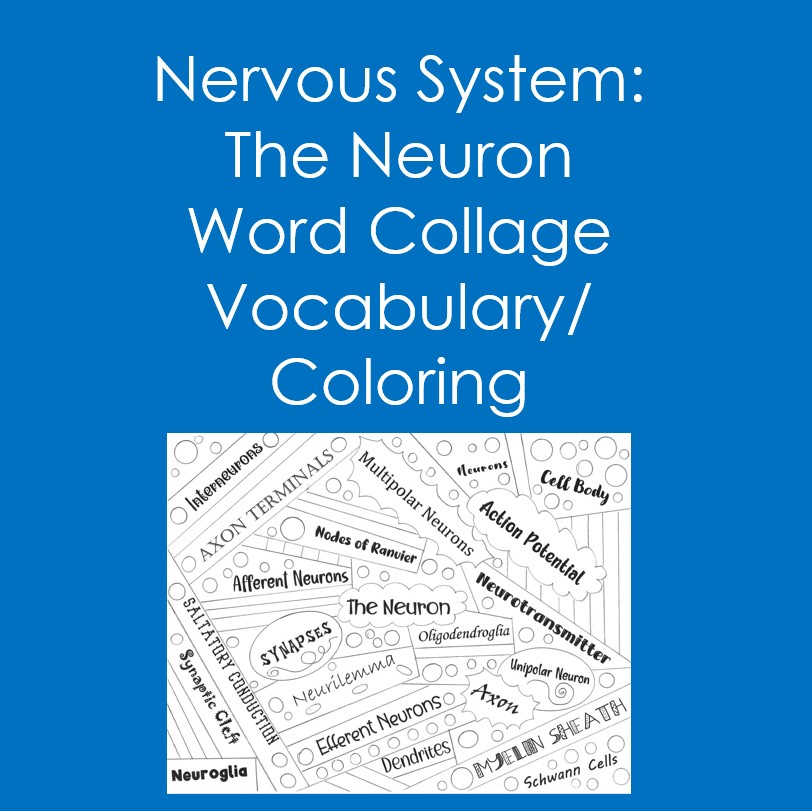 Nervous system the neuron word collage coloring anatomy psychology made by teachers