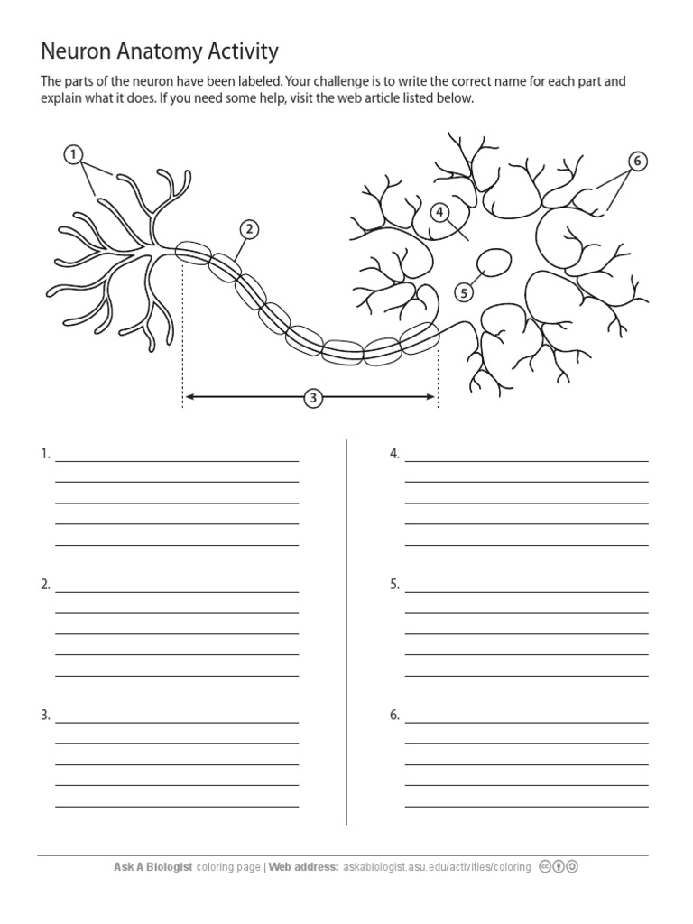 Aab neuron anatomy activity pdf pdf