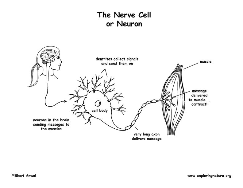 Nerve cell neuron coloring page