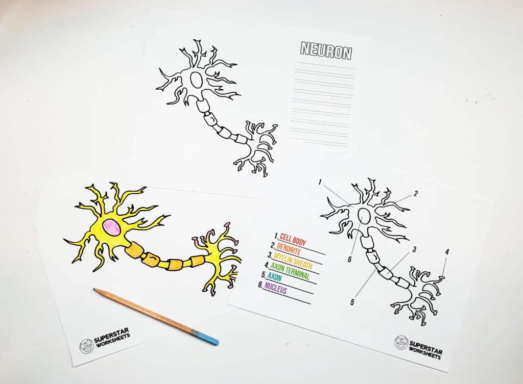 Neuron cell worksheets