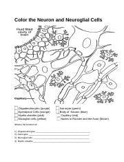 Color the neuron and neuroglial cellsdocx