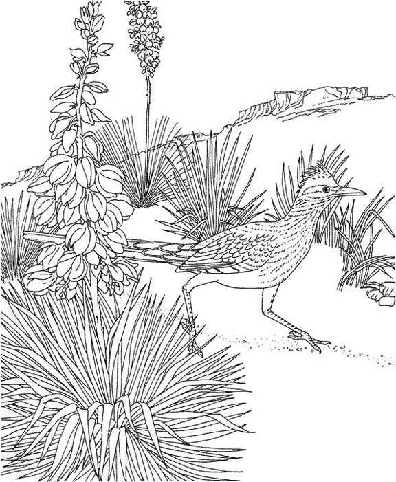 New mexico roadrunner coloring page purple kitty