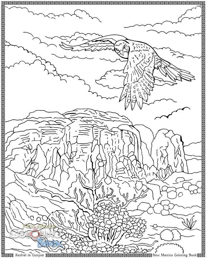 Kestrel in canyon coloring book pages coloring pages coloring books