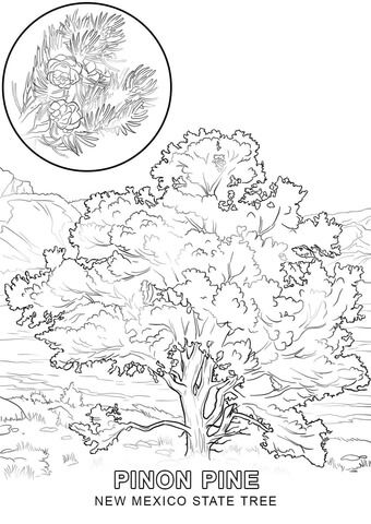 New mexico state tree coloring page from new mexico category select from printable craftâ tree coloring page coloring pages free printable coloring pages