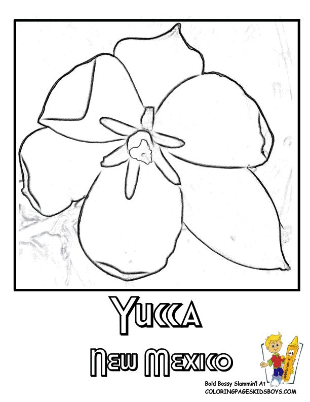 New mexico state flower coloring page yucca flower coloring pages coloring pages free coloring pictures