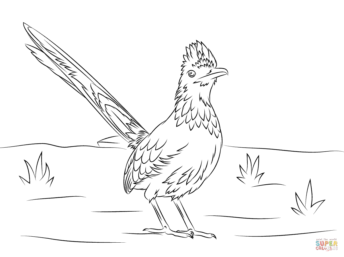 Greater roadrunner bird coloring page free printable coloring pages