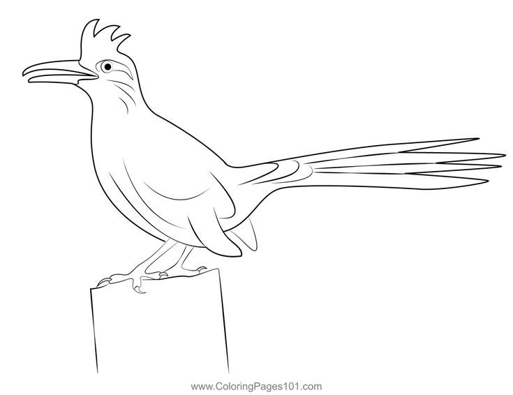 Young roadrunner bird coloring page bird coloring pages coloring pages coloring pages for kids