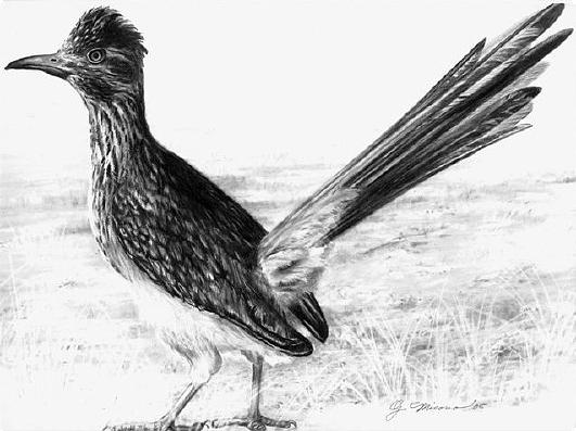 Roadrunner state bird of new mexico drawing by georgann micono