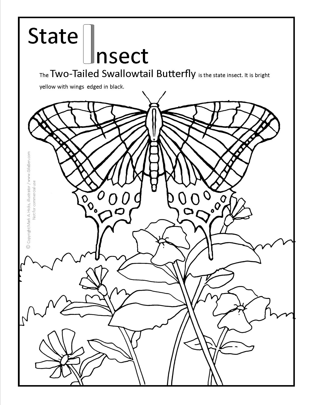 Arizona state butterfly coloring page