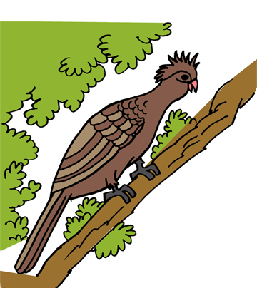 Hoatzin coloring pages for kids to color and print