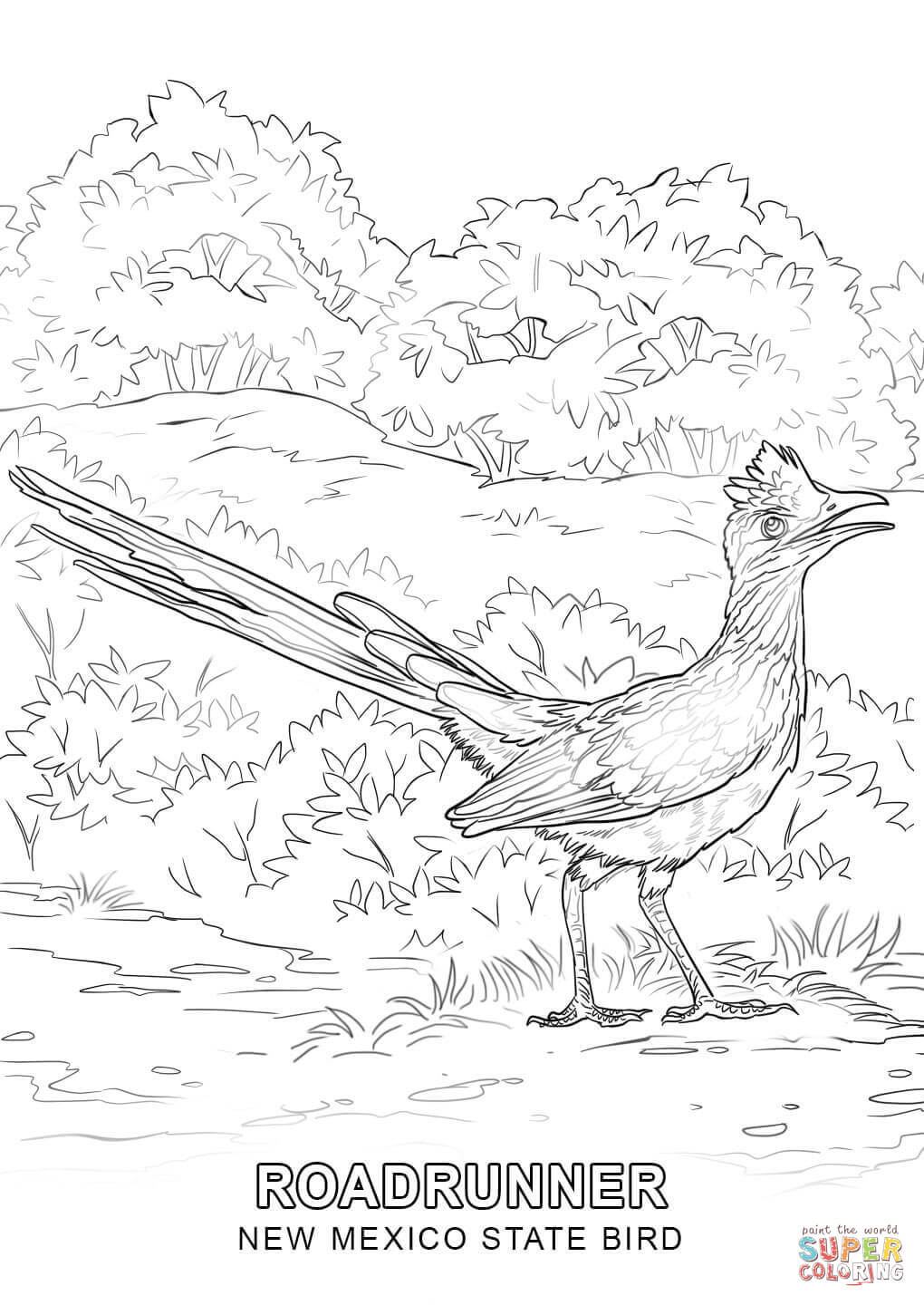 New mexico state bird coloring page free printable coloring pages