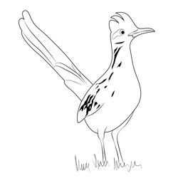 Lesser roadrunner coloring page for kids