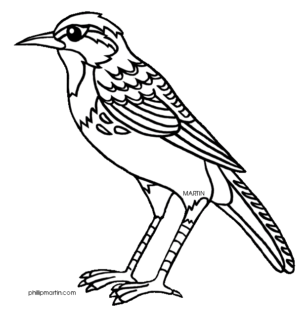 Montana state bird coloring page