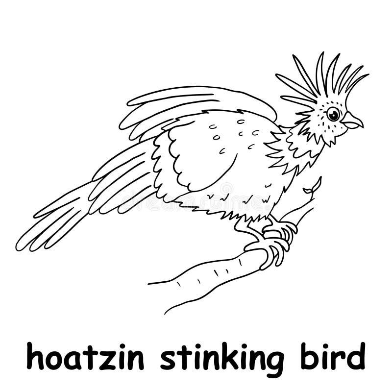 Hoatzin bird stock illustrations â hoatzin bird stock illustrations vectors clipart