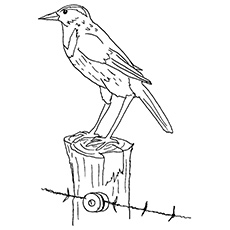 Top free printable bird coloring pages online