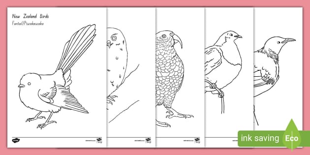 Native bird outline louring pages pack teacher made