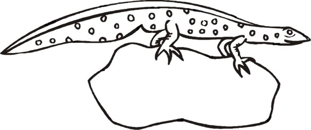 Common newt coloring page