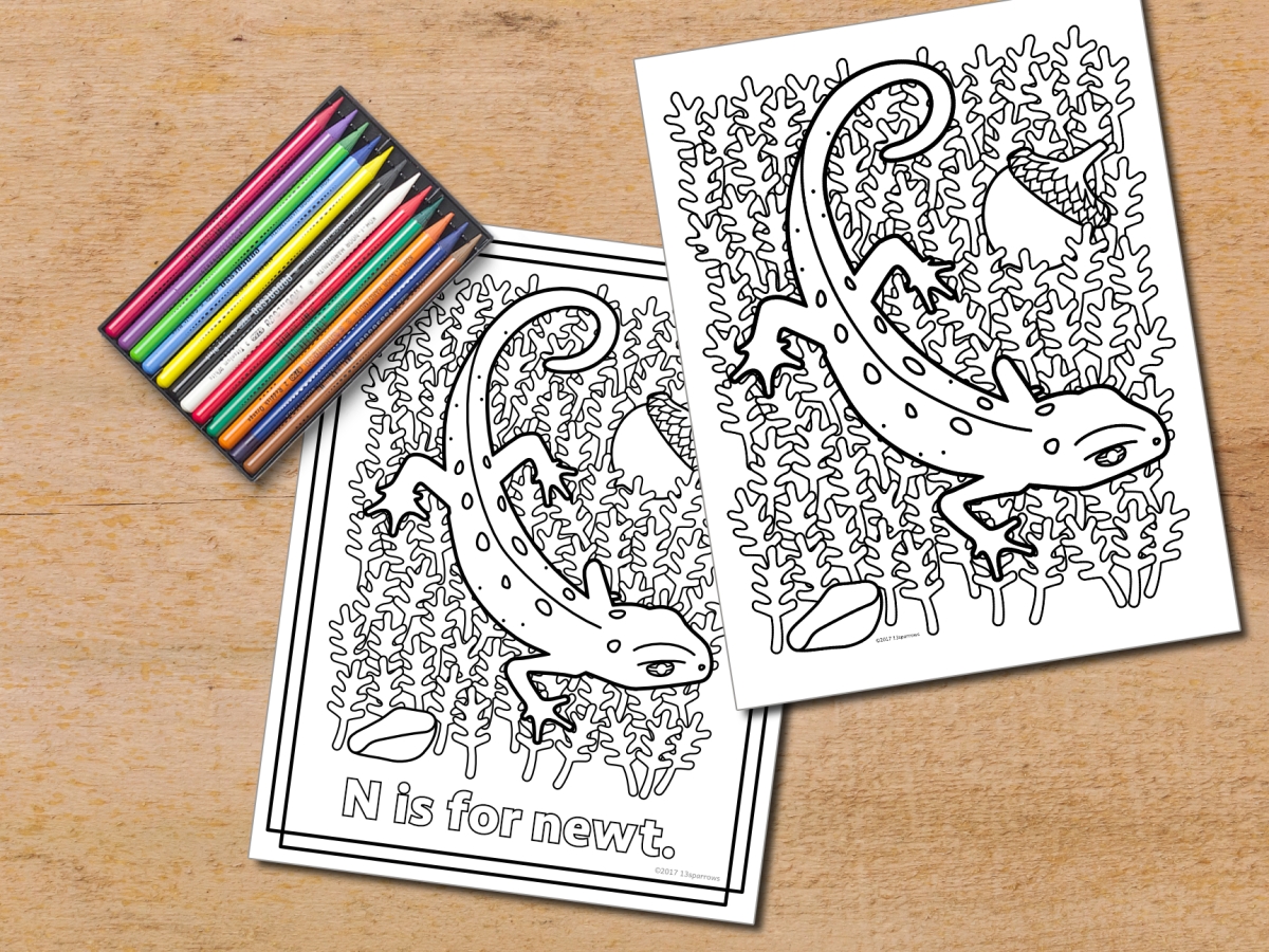 N is for newt coloring sheets â