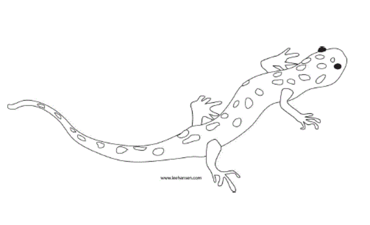 Reptiles amphibians coloring pages