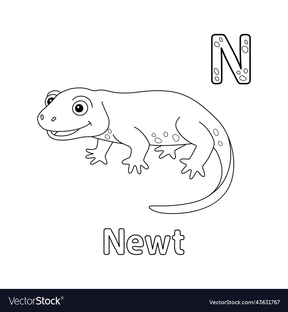 Newt alphabet abc coloring page n royalty free vector image