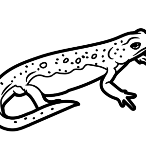 Newt coloring pages printable for free download